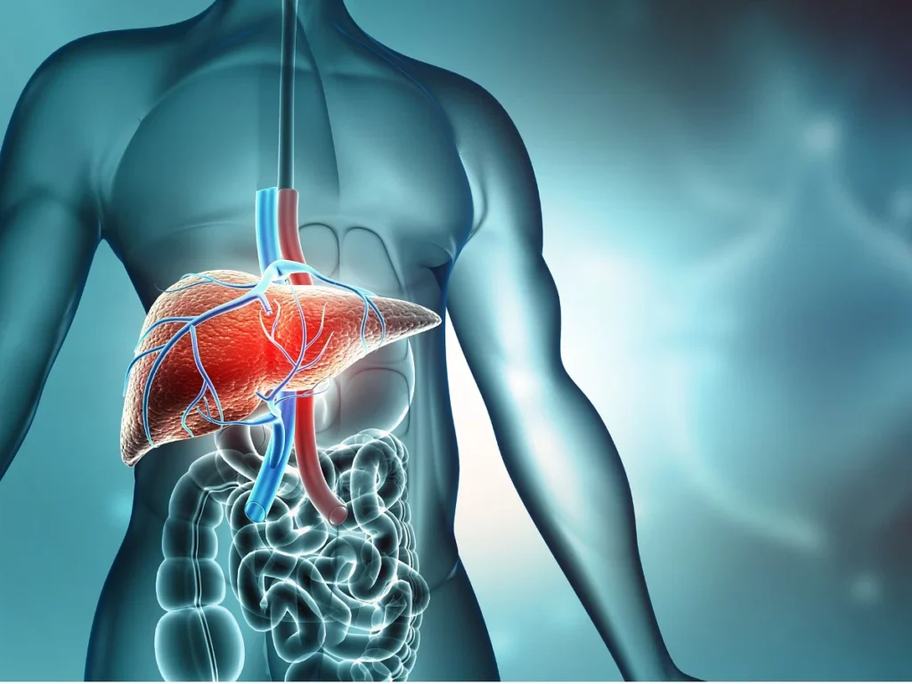 World Liver Day 2025: How Better Food Habits Can Cut Liver Disease Risk by 50% 1 thequint 2023 03 c60cd042 5095 49f7 8749 ad3b61d56fcb human body with liver jpg s 1024x1024 w is k 20 c X7Y28iRBOYy7P3V59pKFsgCpS7waLqQeDcW0LGxKvoA
