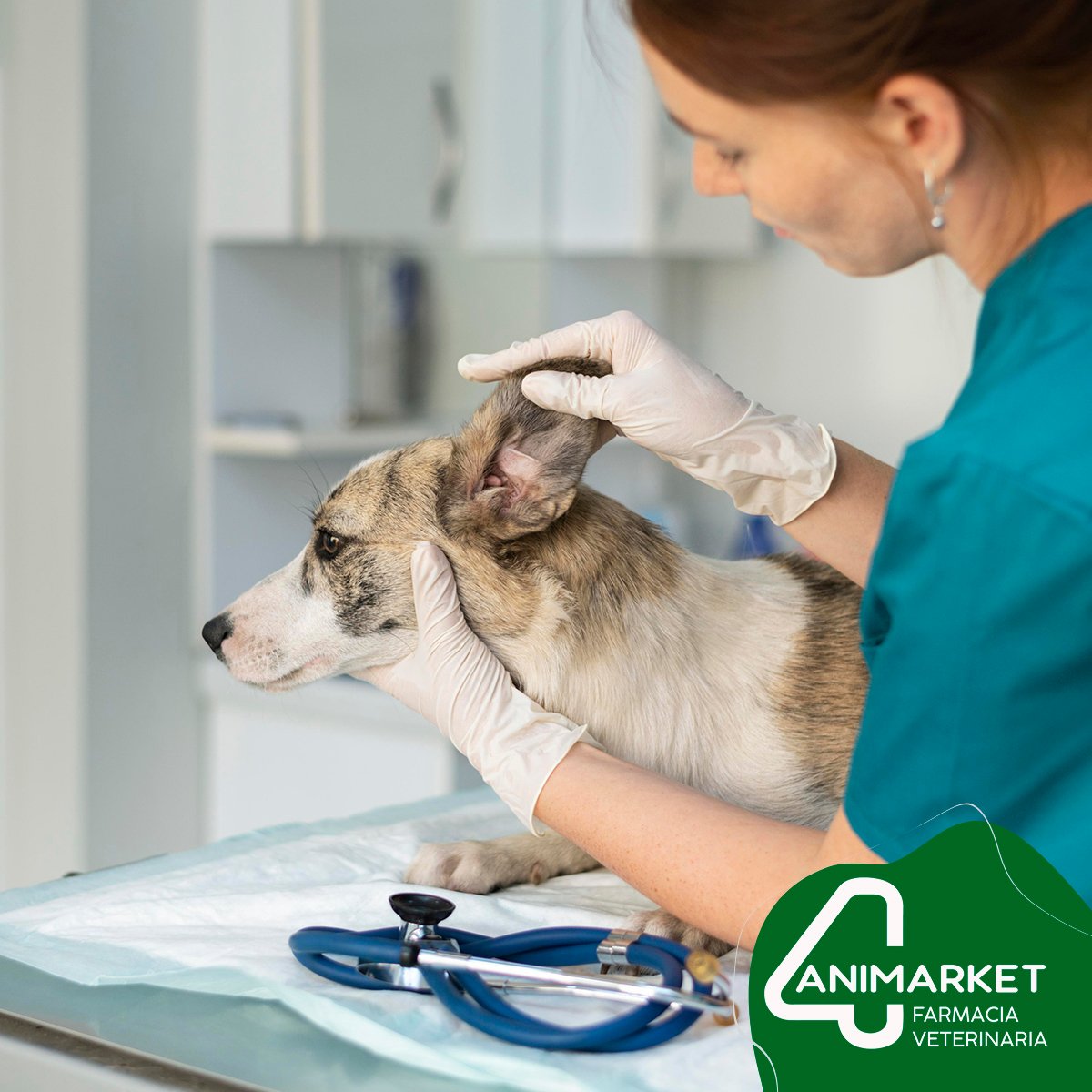 Alivio rápido de la infección del oído en animales con gel tópico tras una sola aplicación