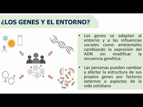 Cómo los genes no naturales influyen en el desarrollo infantil