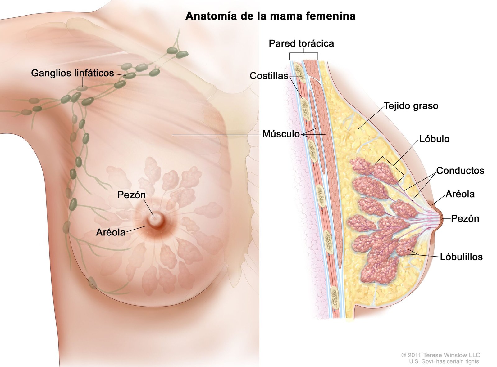 Descubre estos dos tratamientos esenciales para las úlceras mamarias que todas las mujeres deben conocer.