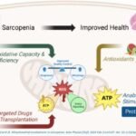 El mal funcionamiento de las mitocondrias afecta el envejecimiento del esquelético