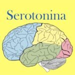 El sistema de serotonina obliga a una nueva visión de la dinámica del cerebro