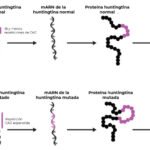 Estudio revela una proteína que disminuye y otra que incrementa la enfermedad de Huntington.