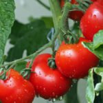 Exposing the Truth Behind Adulterated Tomatoes: 5 Simple Tests to Ensure Purity