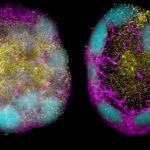 Future Vaccines: Harnessing the Immune System for Long-Lasting Protection