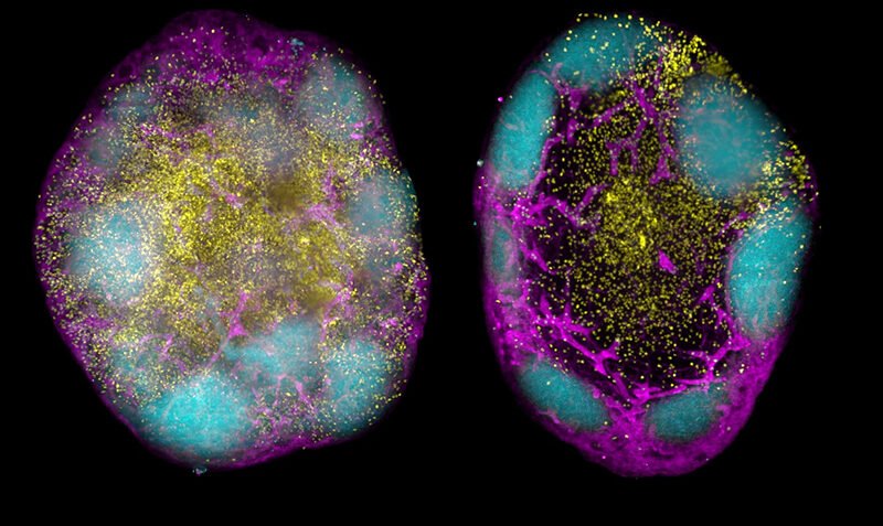 Future Vaccines: Harnessing the Immune System for Long-Lasting Protection
