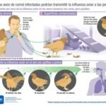 H5N1: Todos saben sobre el estallido de la gripe para aves