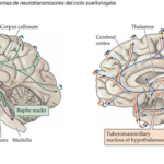 La apnea del sueño y su relación con cambios cerebrales que afectan la memoria durante el sueño REM.