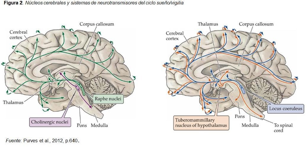 La apnea del sueño y su relación con cambios cerebrales que afectan la memoria durante el sueño REM.