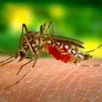La Organización Mundial de la Salud (OMS) advirtió que el cambio climático está contribuyendo a un aumento en los casos de malaria en Pakistán. El aumento de la temperatura y los patrones de lluvia cambiantes están causando condiciones favorables para la reproducción de mosquitos, aumentando la transmisión de la enfermedad. (NewsNow.com)