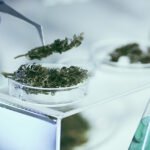 La revisión de la evidencia reduce la preocupación sobre el uso de cannabis durante el embarazo