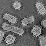 Virus bajo el Supermicroscopio: métodos para comunicarse con las células del virus de la influenza